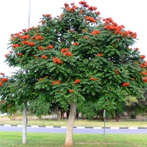 Spathodea campanulata Fountain Tree, African Tulip Tree, Pichkari or Nandi 300 seeds image 2