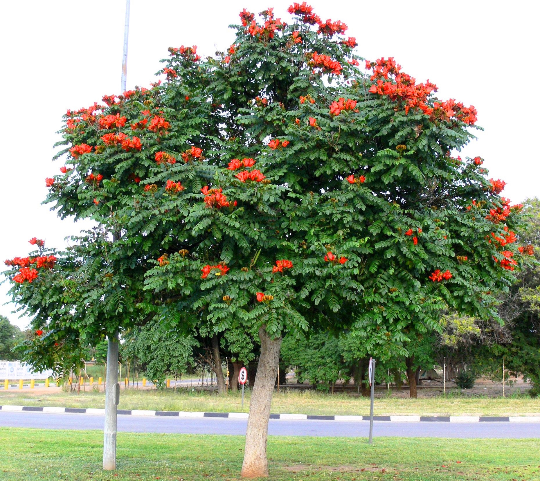 Wrong Flower Image
