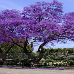 Paulownia tomentosa Royal Empress Tree, Princess Tree 5,000 seeds