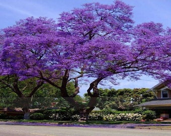 Paulownia tomentosa Royal Empress Tree, Princess Tree 5,000 seeds