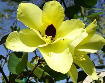 Bauhinia tomentosa  Yellow Orchid Tree, Mountain Ebony 20, 40 seeds