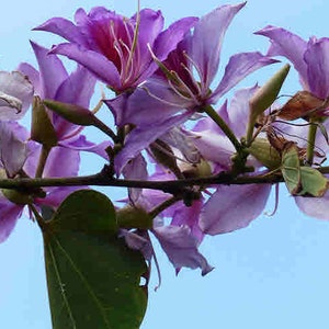 Bauhinia variegata Buddhist Bauhinia, Mountain Ebony, Orchid Tree seeds image 2