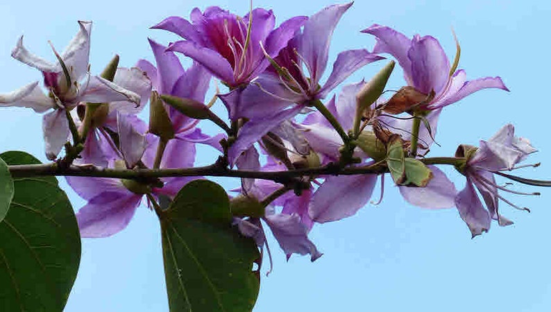 Bauhinia variegata Buddhist Bauhinia, Mountain Ebony, Orchid Tree seeds image 2