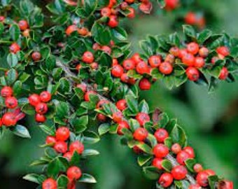 Cotoneaster horizontalis Rockspray Cotoneaster 200 - 1,000 seeds