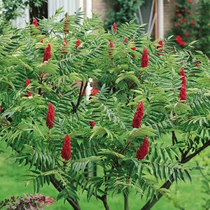 Rhus typhina Staghorn Sumac 1 000 Graines image 1