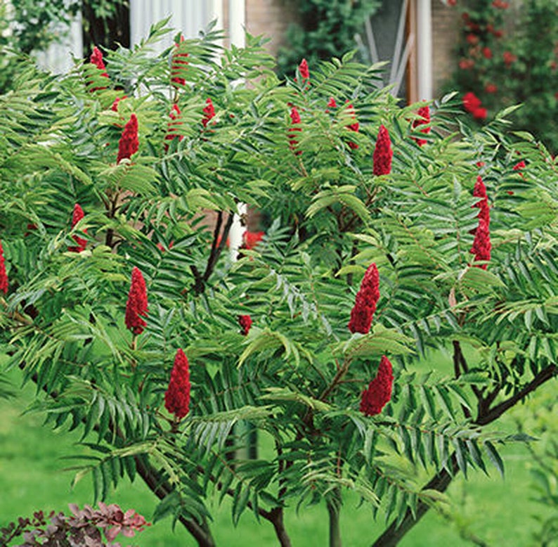 Rhus typhina Staghorn Sumac 1 000 Graines image 1