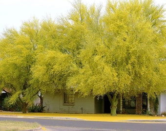 Parkinsonia aculeata Palo verde 300 seeds