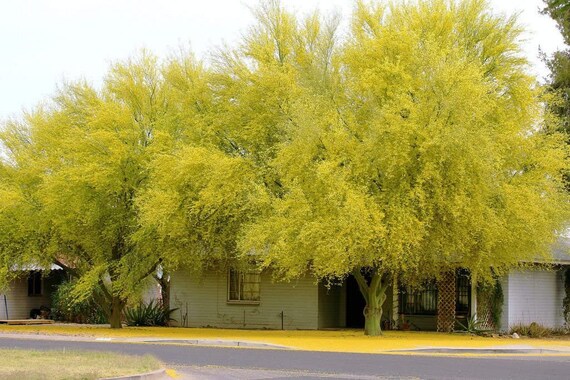 Parkinsonia Aculeata Palo Verde 300 Seeds - Etsy