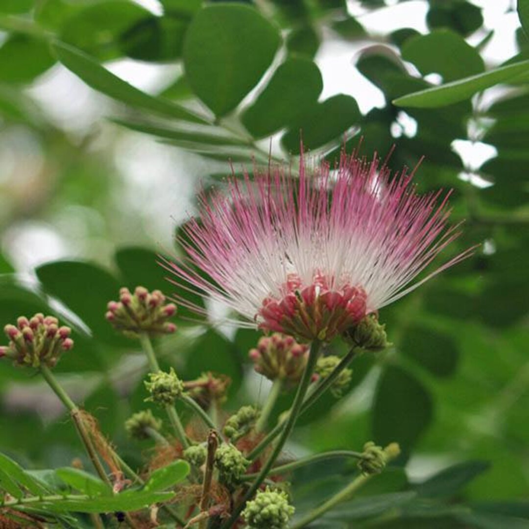 Samanea Saman Monkey Pod Rain Tree Seeds Etsy