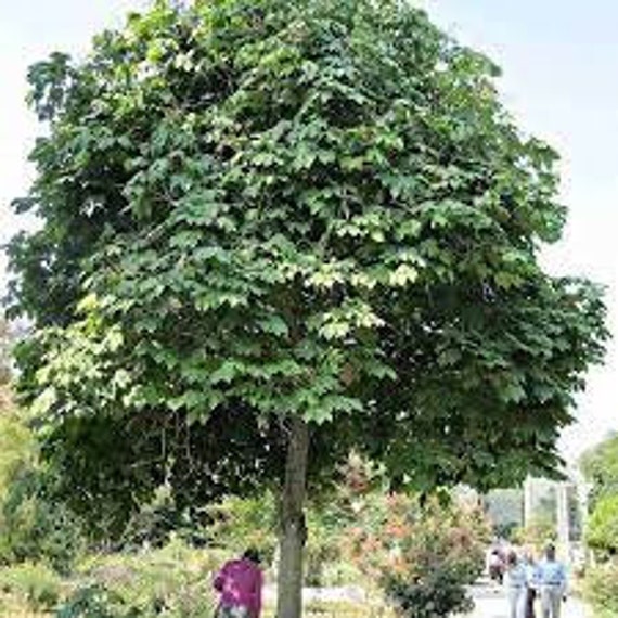 Firmiana Simplex Chinese Parasol Tree 300 Seeds Etsy