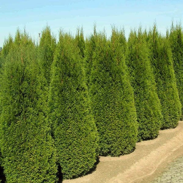 Thuja occidentalis Eastern Arborvitae, White Cedar bulk seeds