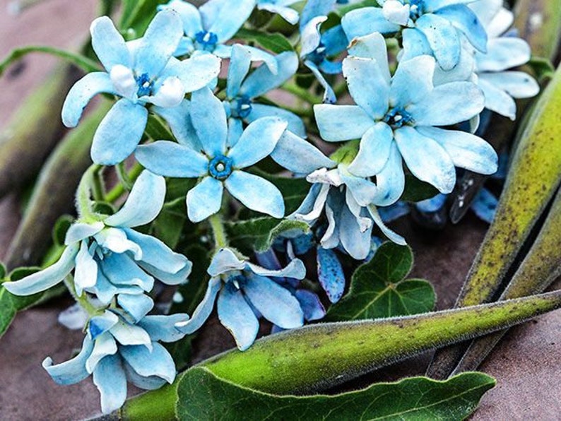 Oxypetalum caeruleum heavenly blue 30 seeds Tweedia caerulea image 1