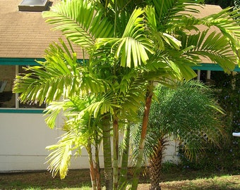 Ptychosperma macarthurii MacArthur Palm 30 seeds