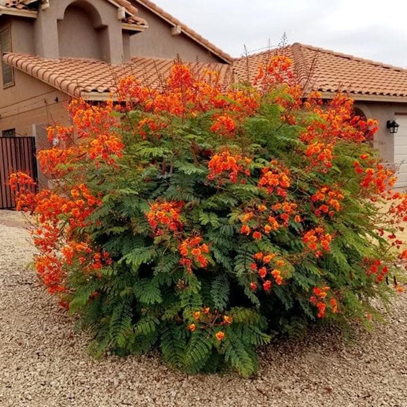 Dwarf PINK Poinciana, Caesalpinia pulcherrima 'Compton