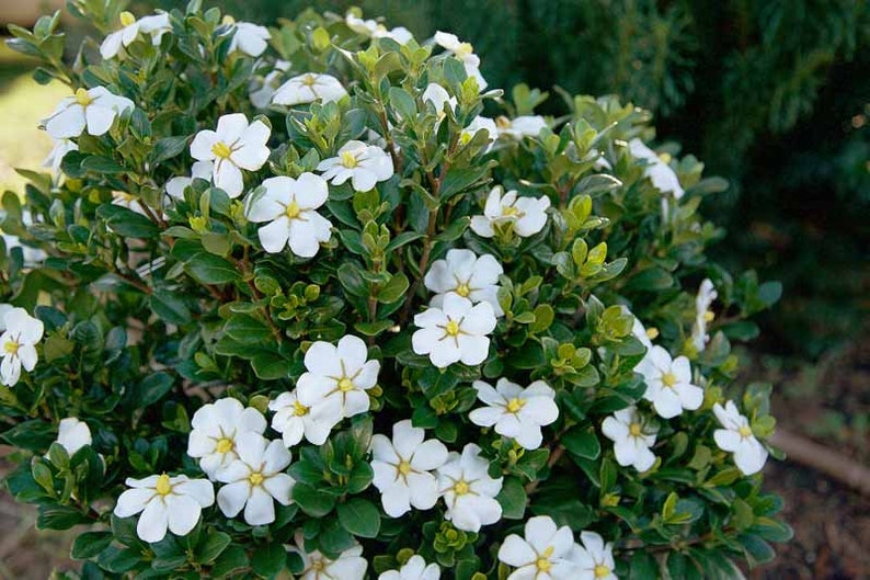 Gardenia jasminoides, Cape Jasmine, Common Gardenia 300, 1000 seeds image 1