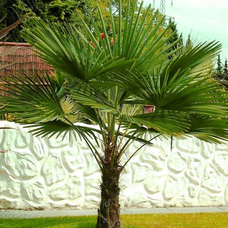Trachycarpus fortunei Chusan Palm, Windmill Palm 100 1,000 seeds image 1