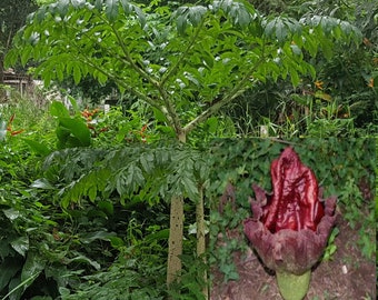 Amorphophallus paeoniifolius elephant foot yam 25 - 100 seeds