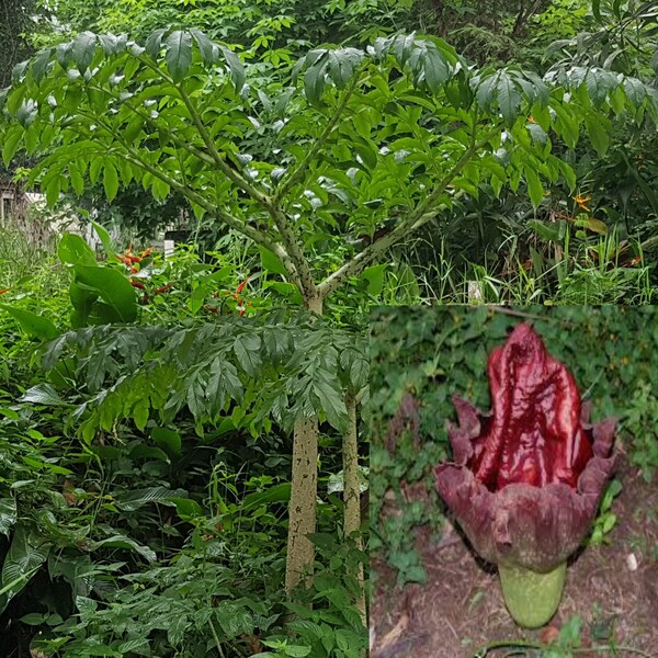 Amorphophallus paeoniifolius elephant foot yam 25 - 100 seeds