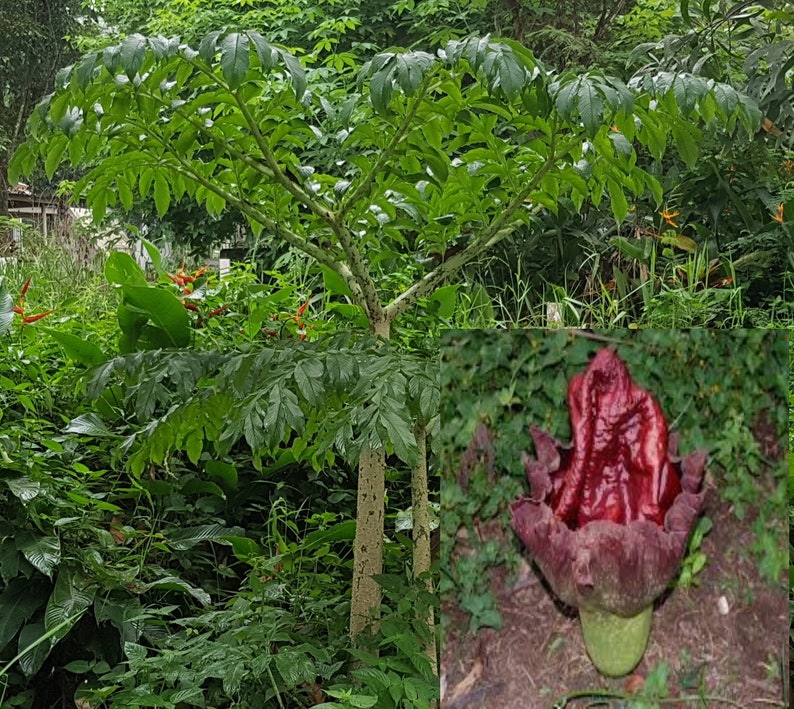 Amorphophallus paeoniifolius elephant foot yam 25 100 seeds image 1