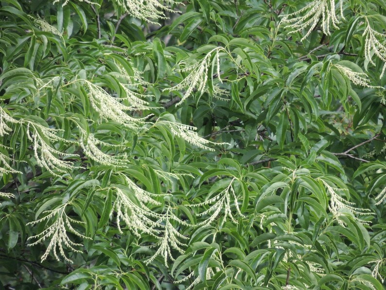 Oxydendrum Arboreum Sourwood Sorrel Tree 100 12000 Seeds - Etsy