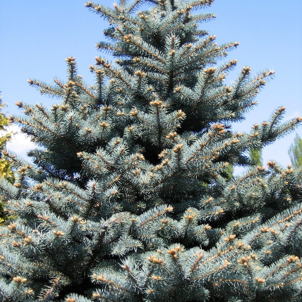 Picea pungens glauca colorado blue spruce 1,000 - 5,000 seeds