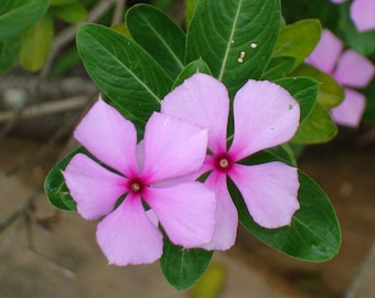 Catharanthus roseus Madagascar Periwinkle, Vinca rosea 1000 - 10000 seeds