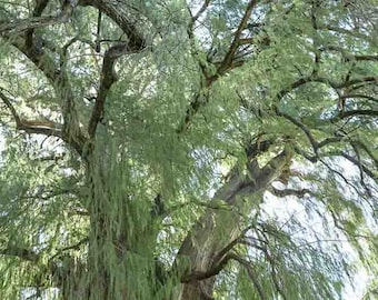 Taxodium mucronatum Montezuma cypress Mexican Marsh cypress 500 seeds