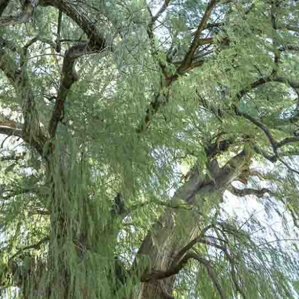 Taxodium mucronatum Montezuma cypress Mexican Marsh cypress 500 seeds