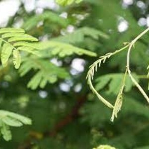 Acacia catechu seeds, black cutch, catechu tree, cutch tree, terra japonica imagem 2