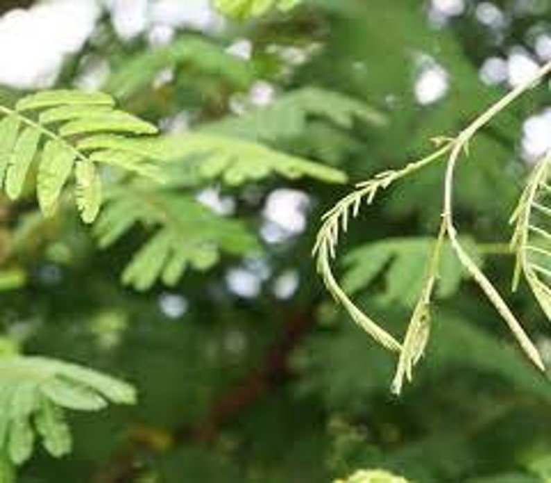 Acacia catechu seeds, black cutch, catechu tree, cutch tree, terra japonica image 2