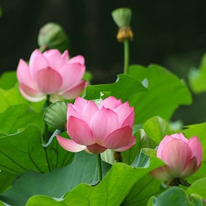 Nelumbo nucifera Sacred Lotus, Indian Lotus 15 seeds image 2