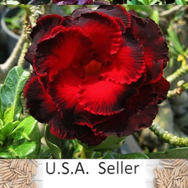 Adenium Obesum Red Panda Desert Rose 10 seeds Germination rate: 90%