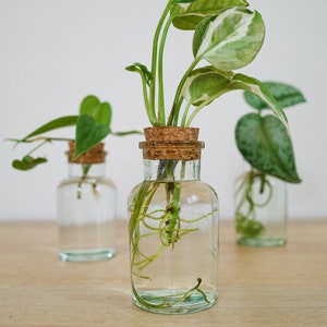 Glass Plant Propagation Vase: Modern Rooting Station, Indoor Decor
