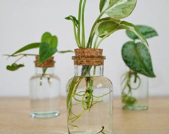 Plant Propagation Vase | Modern Glass Plant Rooting Station | Decorative Plant Cutting Holder for Indoor Plants