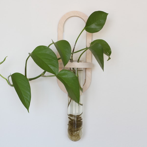 Single Arch Wall Propagation Station Planter