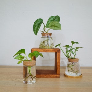 Plant Propagation Station - Modern Propagation Vase