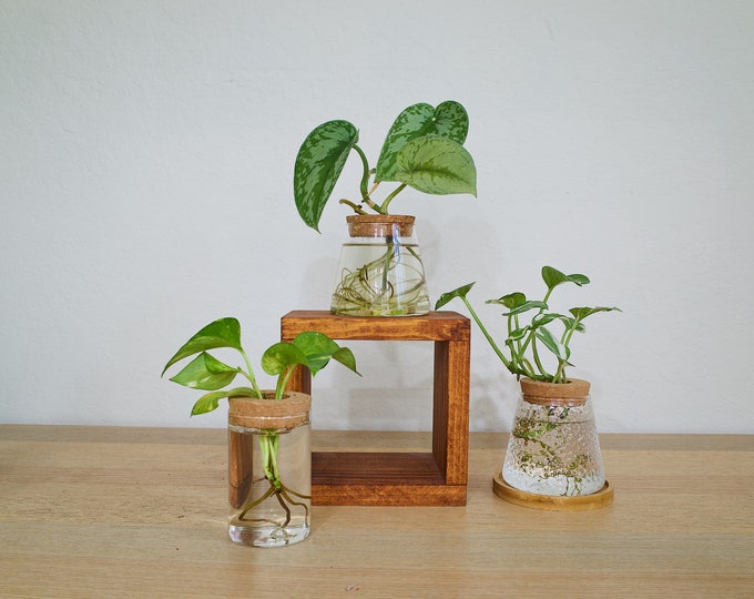 Modern Glass Plant Propagation Station: Rooting Vase, Indoor Decor