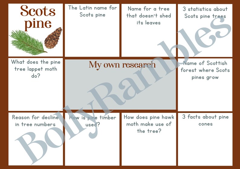 Scots Pine Tree Quiz Printable Worksheet All Ages Differentiated ...