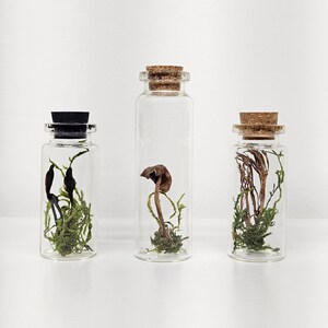 Real mushroom in glass vial Curiosity Oddity Apothecary Specimen Mini vial Mushroom jar