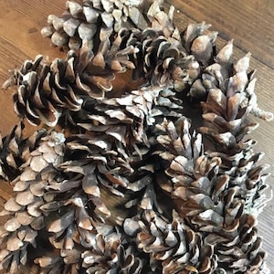 25 Handpicked Eastern White Pine Pinecones  4” to 8” Seasonal Decor Craft Supplies