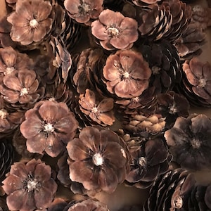 20 Spruce Pine Cone Flowers Cut Pinecone Flowers Seasonal Decor Craft Supplies
