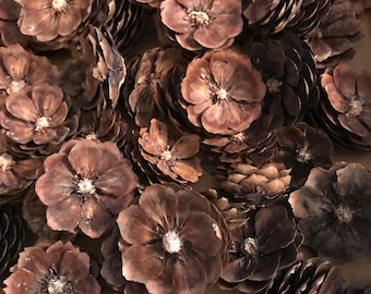20 Spruce Pine Cone Flowers Cut Pinecone Flowers Seasonal Decor Craft Supplies