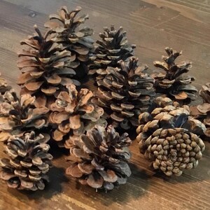 12 Handpicked 1-3/4” to 3” Red Pine Pinecones  Seasonal Decor Craft Supplies