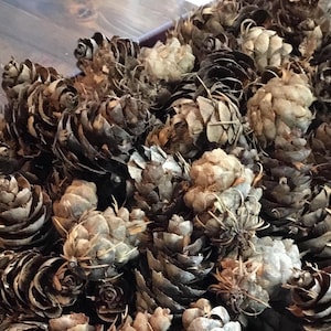 25 Handpicked Douglas Fir Pinecones  1.5” to 3.5” Seasonal Decor Craft Supplies