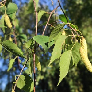 Silver birch (Betula pendula L.) seeds from natural rural environment 100 pcs / 2024 Fresh seeds.