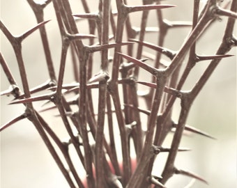 18 pcs. Black Hawthorn branches 35 cm 14 inches natural twigs Crataegus douglasii thorn sticks with needles sharp