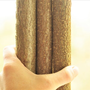 Long (104 cm /41 inches) and thick (3-4 cm diameter) Hazelnut tree sticks  5 pcs. branches home decoration craft natural decor Eco