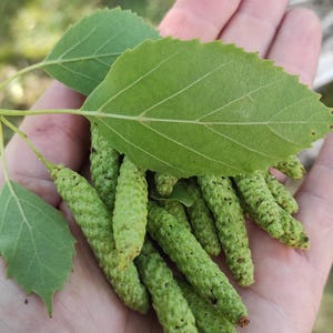 Semi di betulla da carta o betulla da canoa (Betula papyrifera L.) da ambiente rurale naturale 100 pz / 2024 Semi freschi.