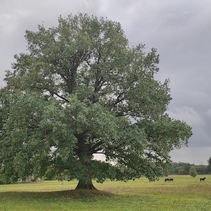 Stieleiche (Quercus robur L.) Samen aus natürlicher ländlicher Umgebung 12 Stück / 2024 Frische Samen.