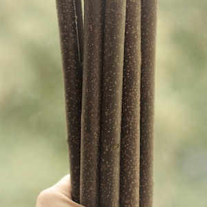 10 pcs BUCKTHORN GLOSSY (Frangula alnus) tree sticks branches home decoration craft natural decor Eco 58 cm /23 inches long.